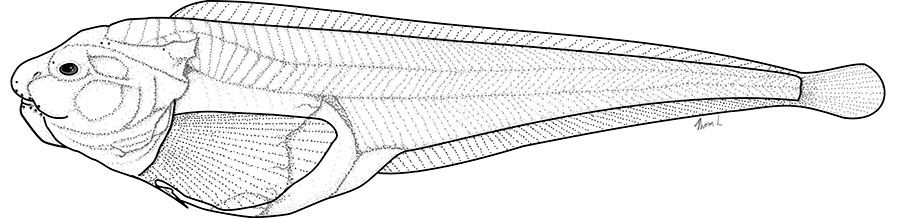 Scientific drawing of Pseudoliparis swirei, the Mariana snailfish. Thomas Linley/Zootaxa, CC BY-ND