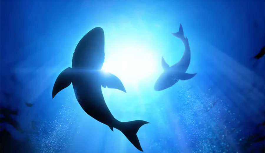 Today’s sharks are known to use electroreception to find their prey.