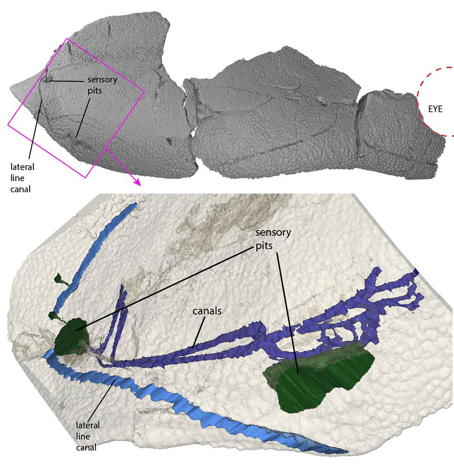 The right cheek of a placoderm fish, showing previously unknown sensory systems. Above, the bone and below, internal structure from CT scans. Image: Author provided