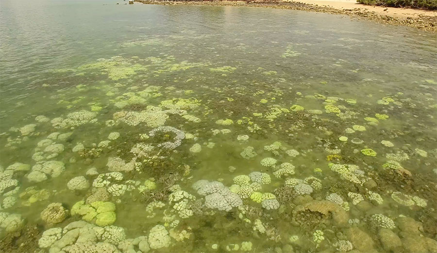 The increasingly bleached coral at Black Point on the Cobourg Peninsula is a worrying sign of what’s to come for other coral reefs in Australia. Image: Alan Withers