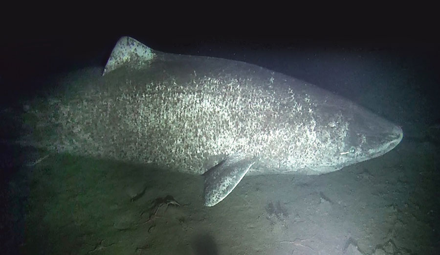 A large female Greenland shark observed near the community of Arctic Bay, Nunavut. Image: Brynn Devine/ Author provided