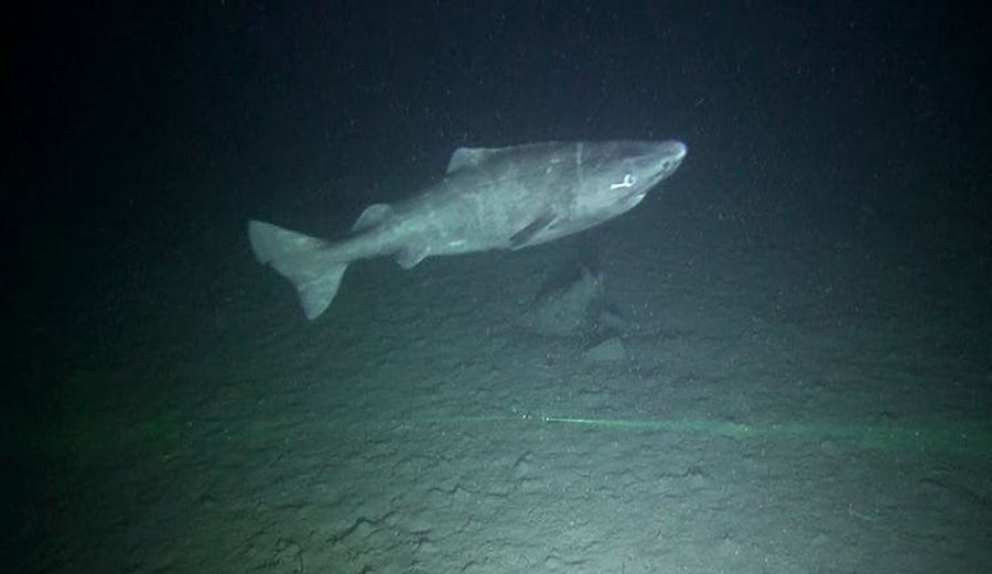 A small Greenland shark, less than 1.5 metres long, observed inside Scott Inlet on northern Baffin Island. Image: Brynn Devine/Author provided