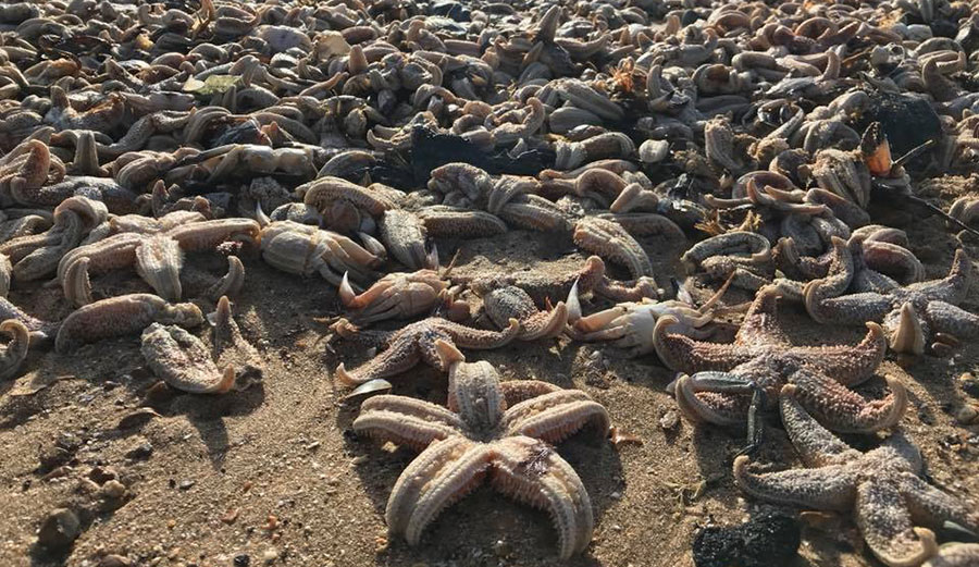 High winds and waves may have pushed the starfish ashore. 