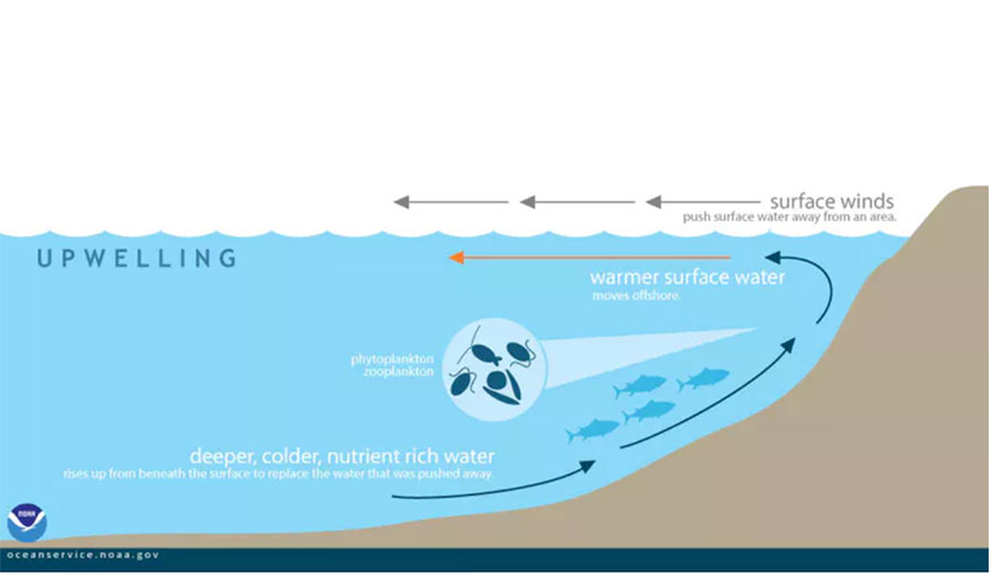 Climate Change Could Alter Ocean Food Chains, Leading to Far Fewer Fish ...