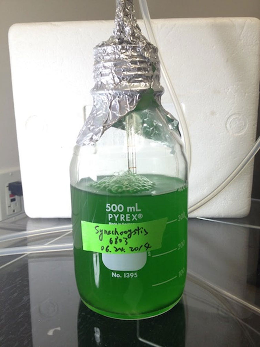 A flask of the cyanobacterium Synechocystis sp. PCC 6803 that was used to produce shinorine. The green color comes from the chlorophyll, which is a natural part of the bacterium. Shinorine is clear. Dr. Guang Yang, CC BY-NC-ND