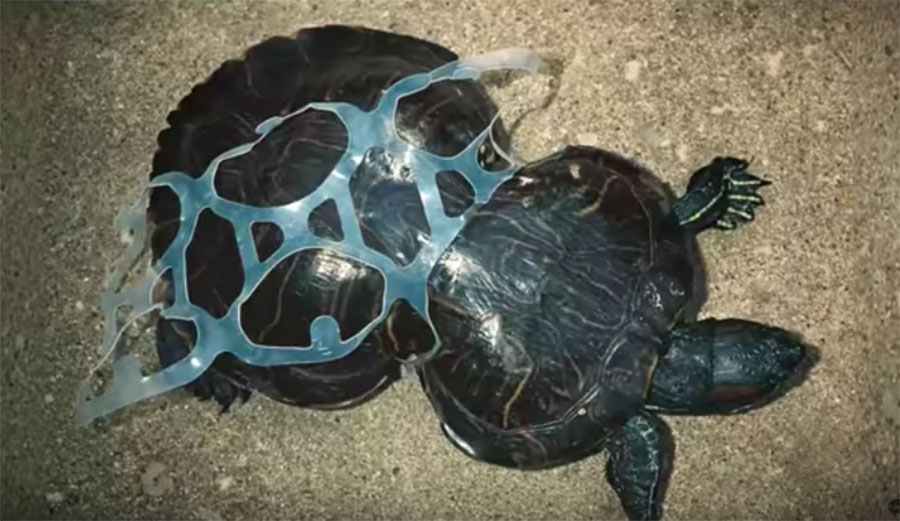 Corsets are not a good look for a turtle. Image: Saltwater Brewery