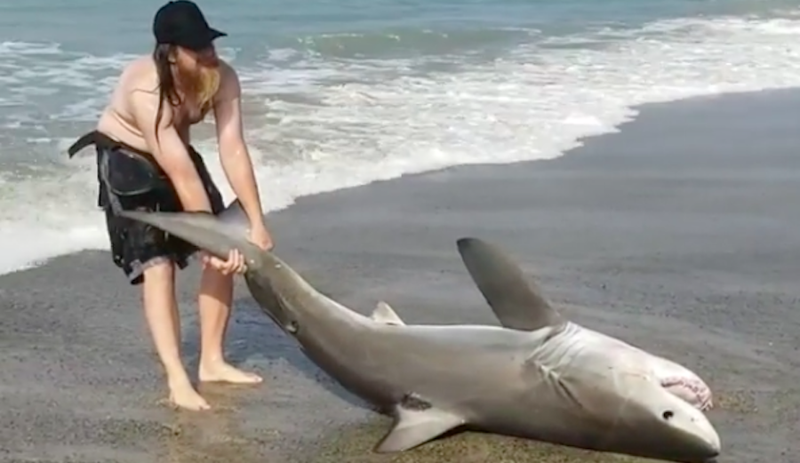 A group in San Clemente pushed a 6-foot Great White back into the ocean after it was caught by an angler. Photo: Instagram