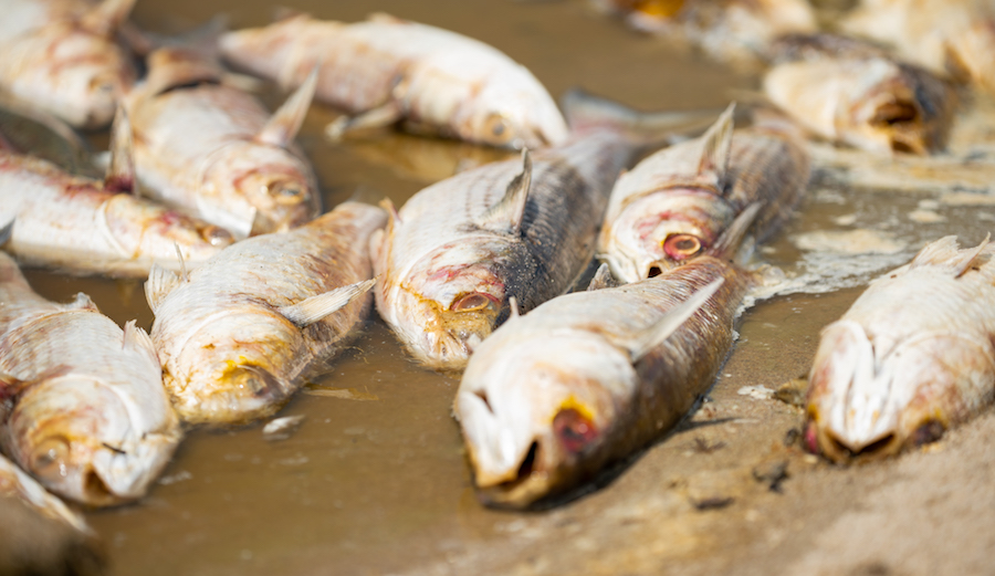 Hundreds of dead fish were found floating in Malibu Lagoon late last week. The cause is still unknown. Photo: <a href="www.tyschiffphotography.com">Tyler Schiffman </a>