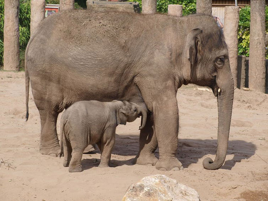 Elephants are known to have strong bonds and mourn for their dead. 