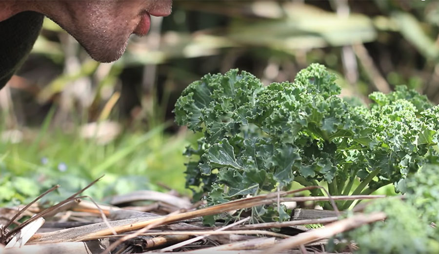 watering kale