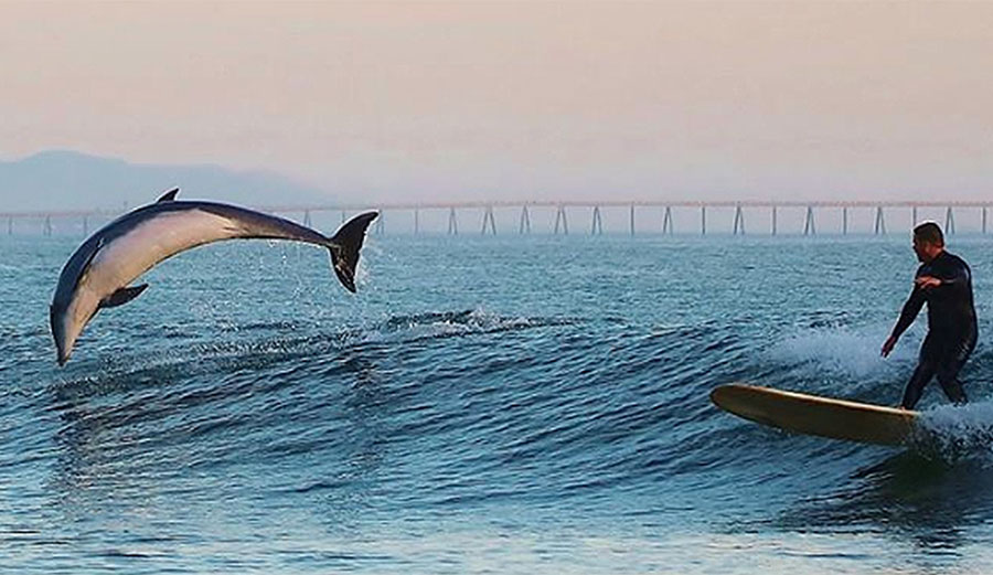 Researchers found that some 70 percent of bottlenose dolphins in Sarasota Bay had phthalate metabolites in their urine. Photo: Duncan McKenzie