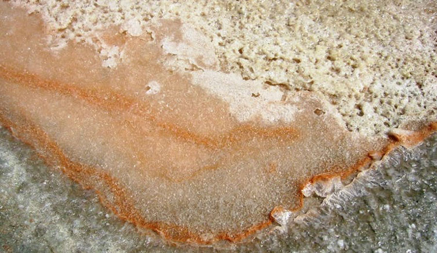 Orange-coloured halophilic algae Dunaliella salina within sea salt. Image: Wikipedia, CC BY-SA