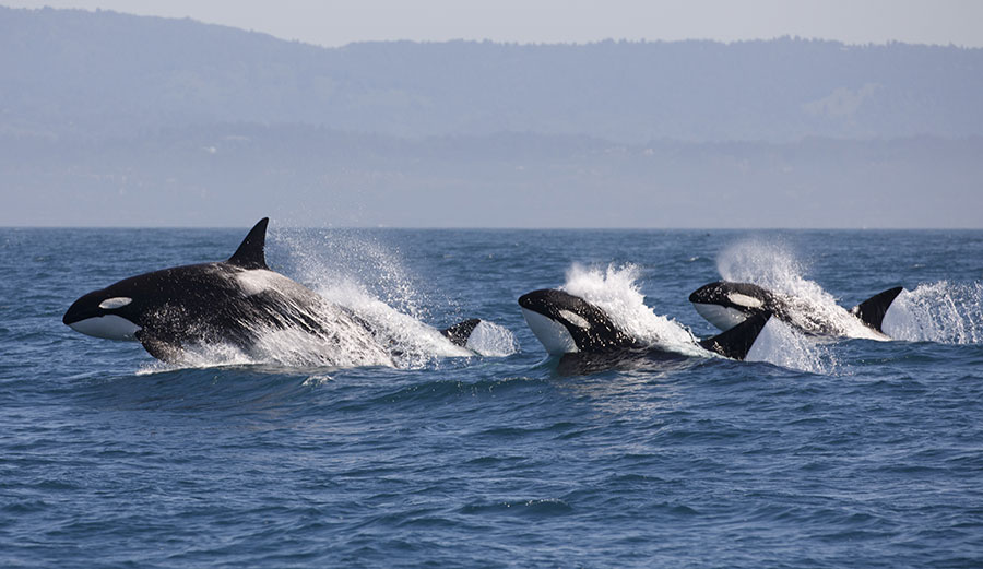 Killer Whales and Orcas