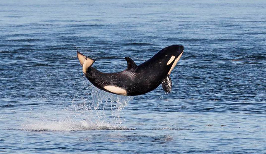 Salish Sea orca J50, or “Scarlet” has been pronounced dead by researchers tracking her.