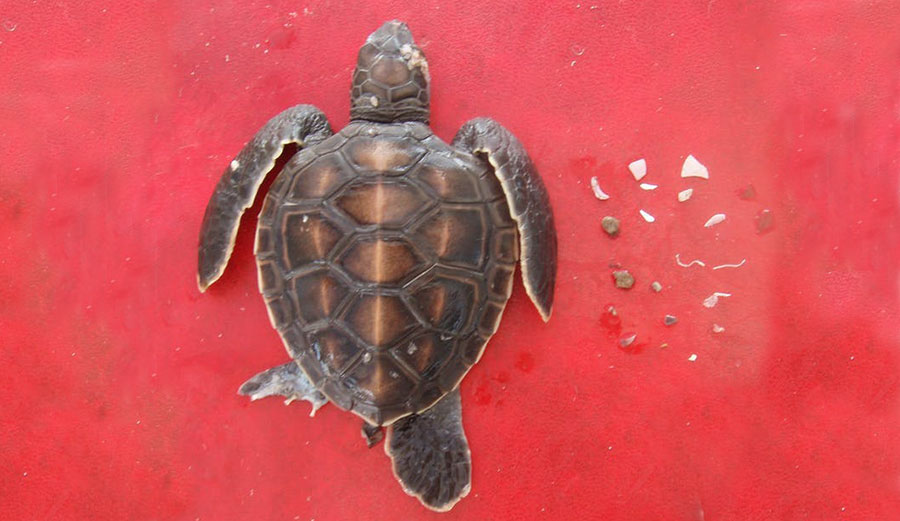 sea turtle hatchling eating plastic