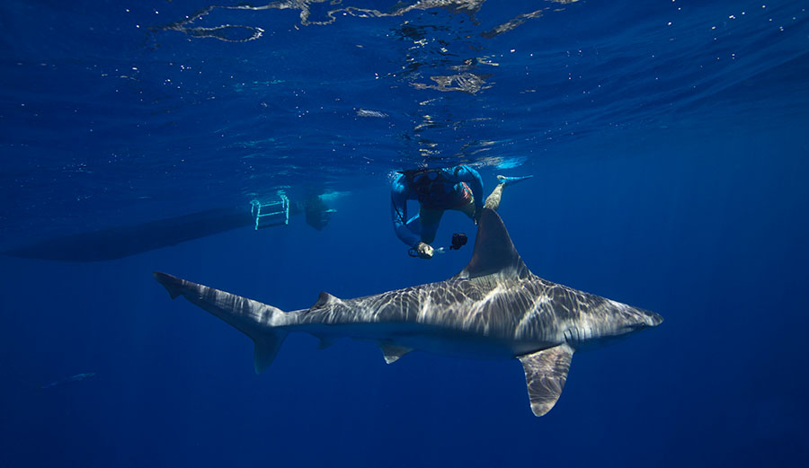 Diving with sharks