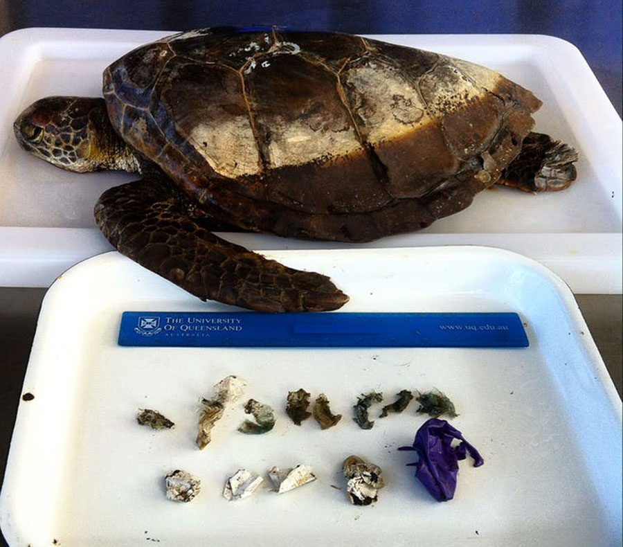 A green sea turtle that died after consuming 13 pieces of soft plastic and balloons, which blocked its gastrointestinal system. Image: Kathy Townsend