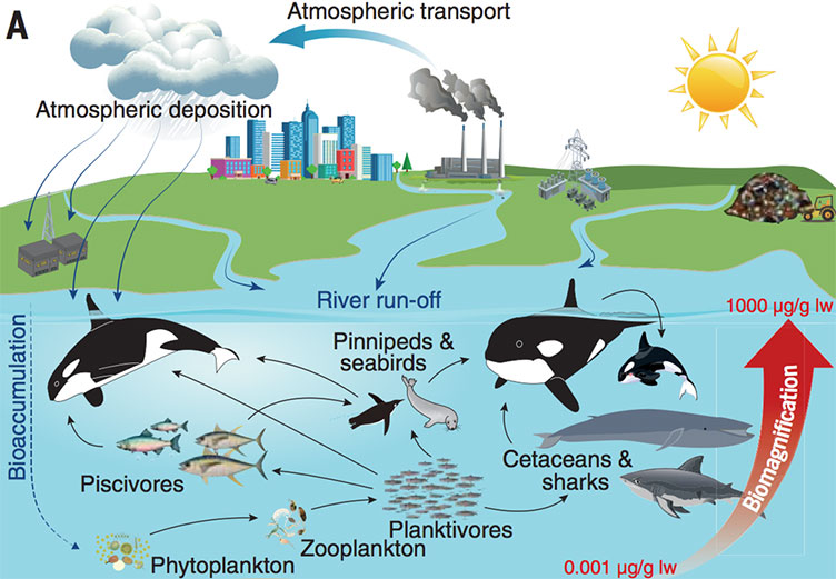 Killer Whales: Than Half of the World's Orcas are Threatened by ...