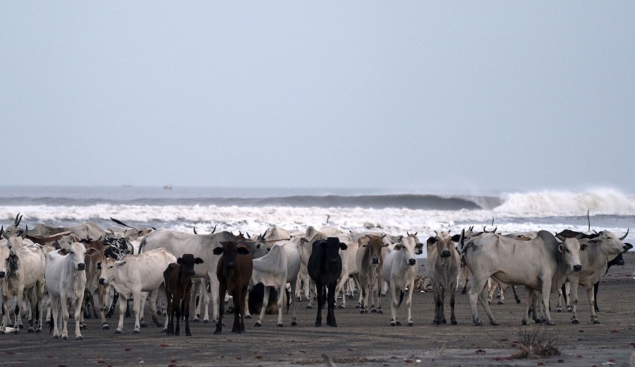 Locals – shoulder to shoulder. Photo: Jon Aspuru