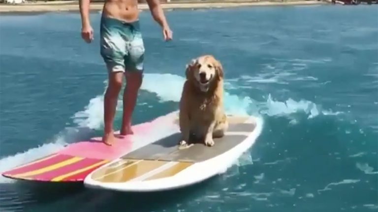 dog on surfboard