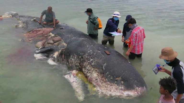 A dead sperm whale washed up in an Indonesian national park on Monday. The animal had ingested 13 pounds of plastic. Photo: WWF Indonesia/Kartika Sumolang