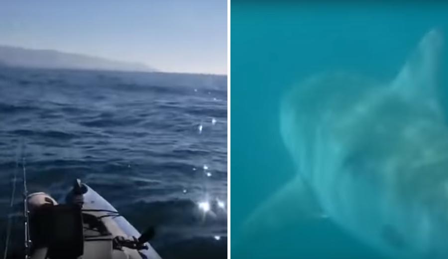 Giant Great White Shark Scares Kayak Fisherman Senseless With a ...