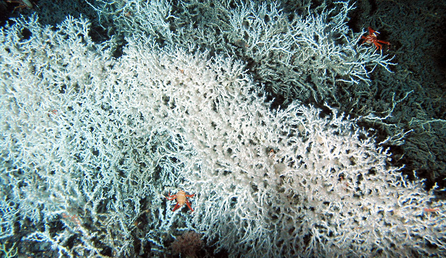 Deep sea corals off Florida.