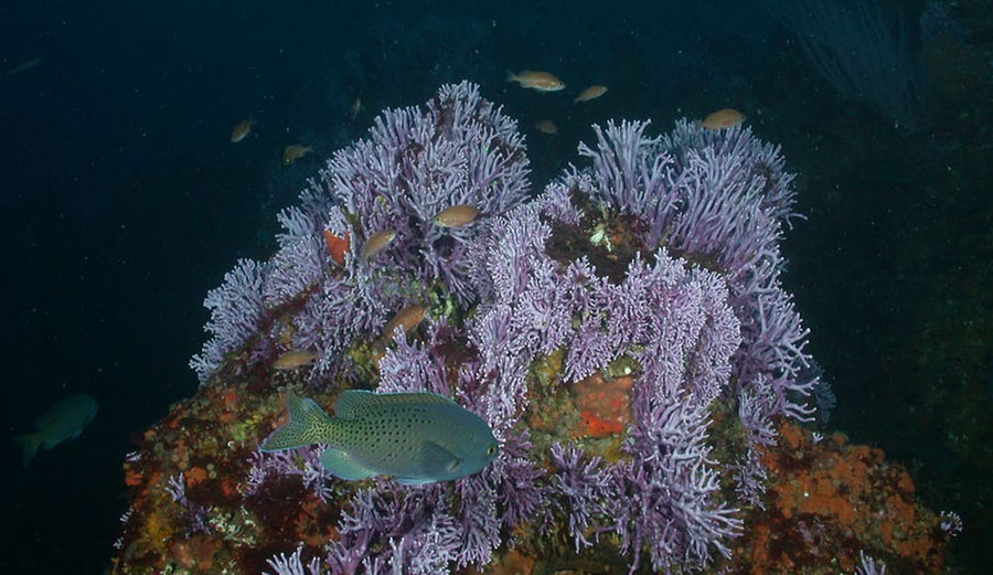 Stylaster californicus at 135 feet depth on Farnsworth Bank 