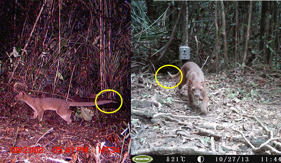 Fossa in wild