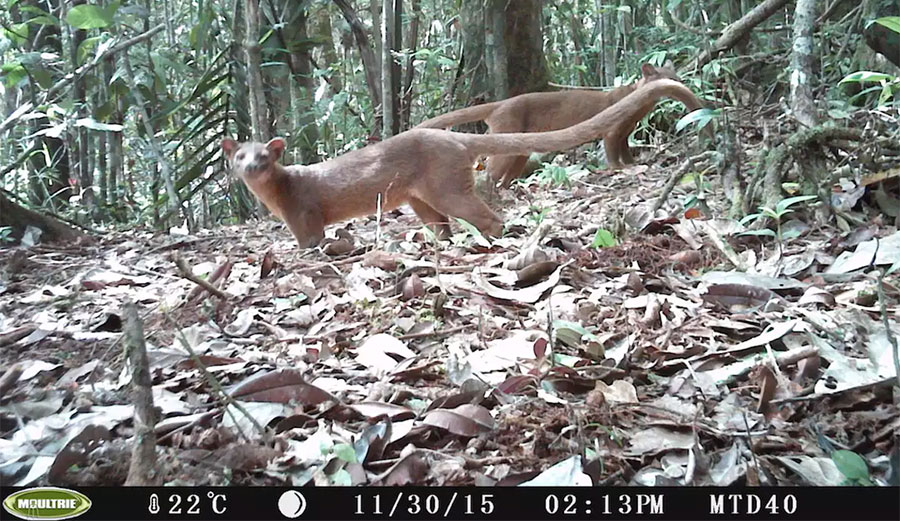 Fossa in wild