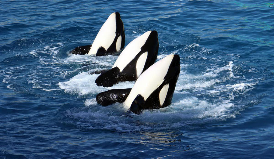 Orcas Killer whales