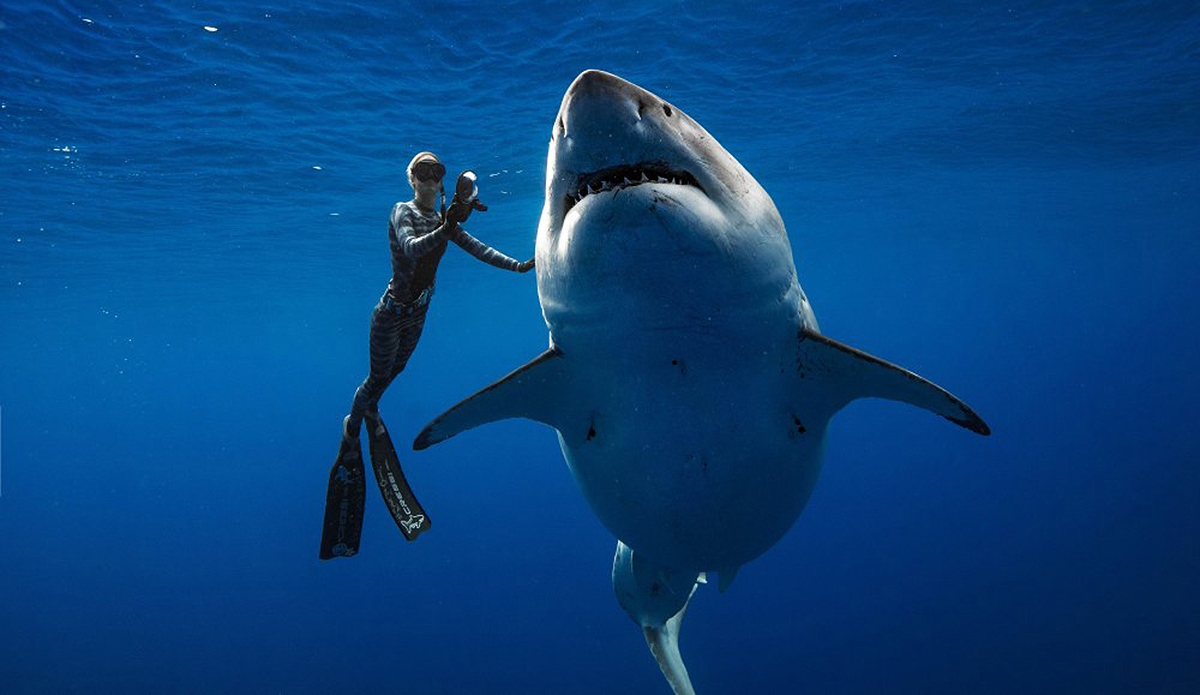 Ocean Ramsey Just Swam Alongside Possibly the Largest Great White Ever ...