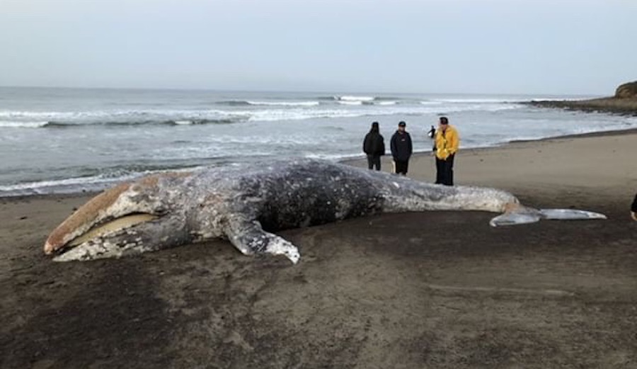 A one-year-old gray whale washed up on the beach at County Line. Its cause of death is still unknown. Photo: Joe Rickabaugh