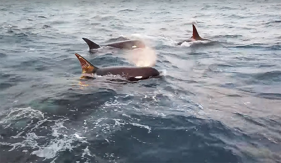 type d killer whales in Chile