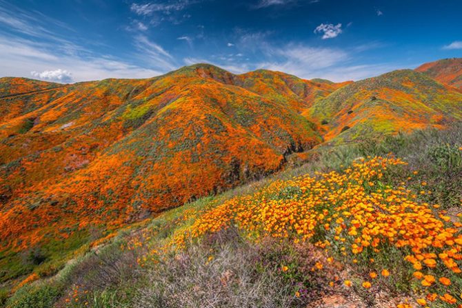 You can still catch the California superbloom