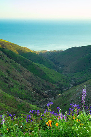 California's superbloom is going off