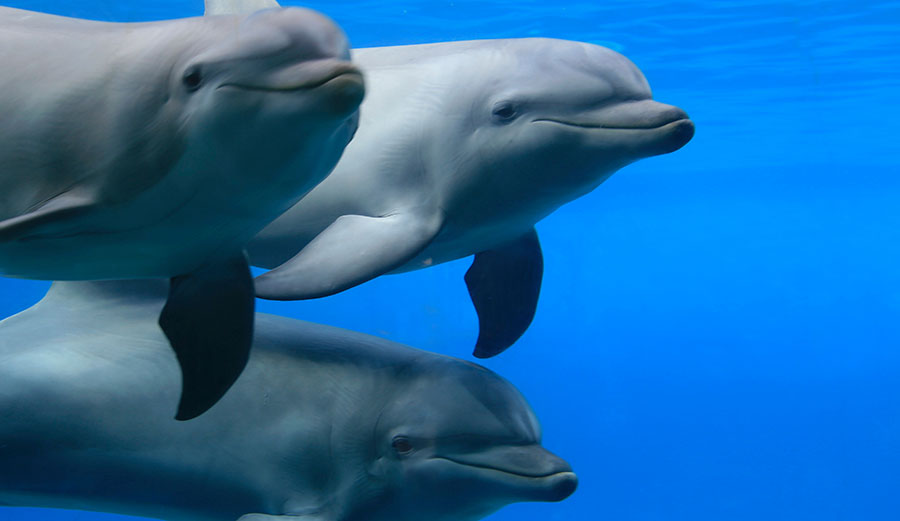 bottlenose dolphins in Australia