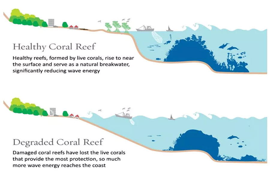 coral reef graphic