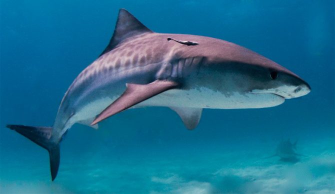 Tiger shark swimming