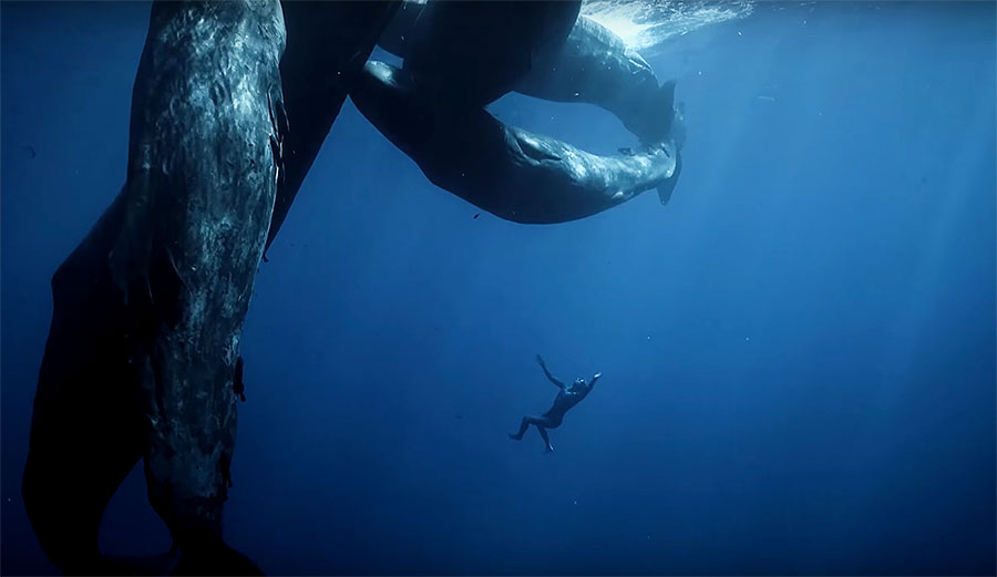 An Absolutely Mind-Bending Look at the Underwater World With Freediver ...