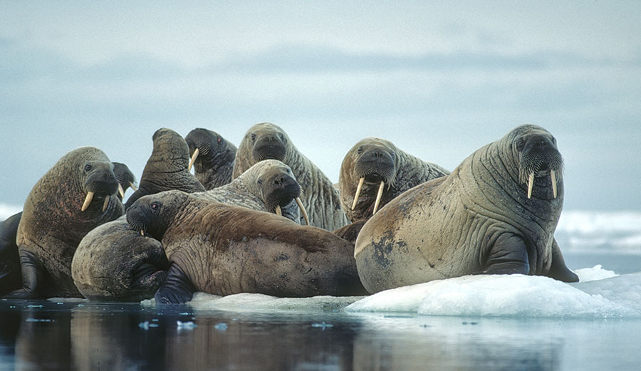 Walruses in the Arctic Ocean