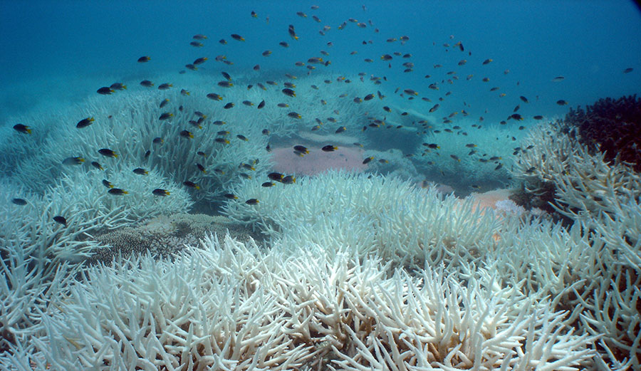 Bleached staghorn coral on the Great Barrier Reef.