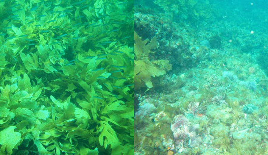 Healthy kelp in Western Australia 