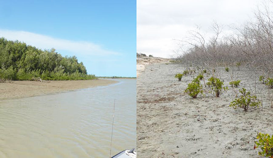 Mangroves at the Flinders River near Karumba in the Gulf of Carpentaria