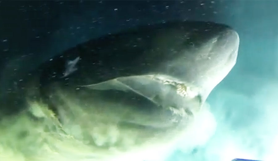 Stunning Footage of a Six-Gill Shark Captured by OceanX Researchers ...