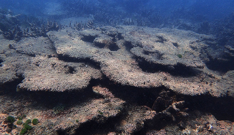 Coral bleaching