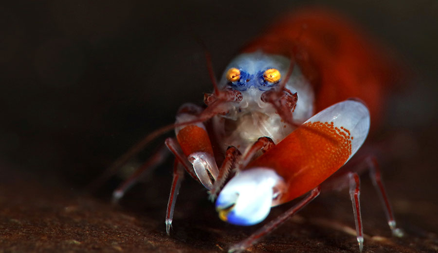 The modest snapping shrimp. (Shutterstock)