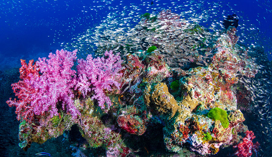 A coral reef in the Similan Islands, Thailand.