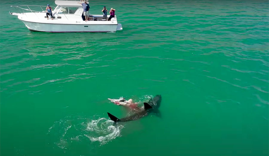 Stunning Drone Footage Captures Pair of Great White Sharks Feasting on ...