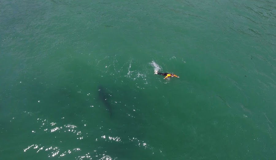 Drone Captures Great White Checking Out Swimmer in Monterey Bay | The ...